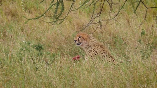 Gepard bezwingt seine Beute im Serengeti-Nationalpark in Tansania - 4K