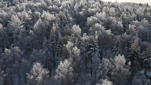 Aerial View of a Winter Snow-covered Pine Forest