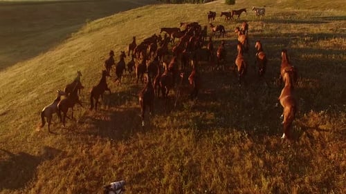 Horses on the Hill.