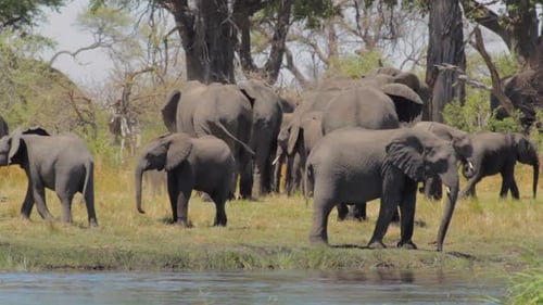 Elefante africano, safari, vida silvestre y naturaleza