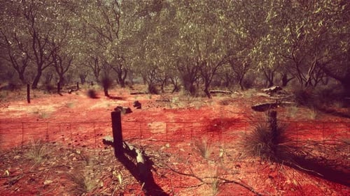Australian Outback Landscape with Red Earth and Trees