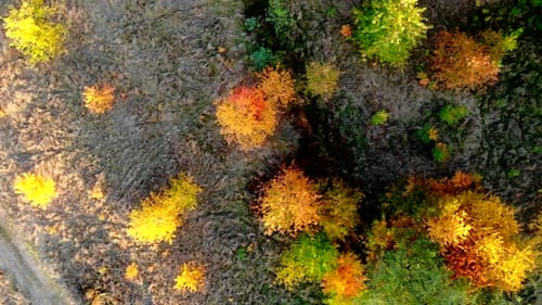 Beautiful, colorful woods in autumn.