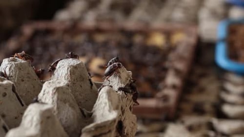 Macro Footage of Tons of Crickets Growing By Farmer In The Farm