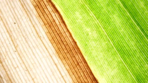 Grüne Blatt-Analyse