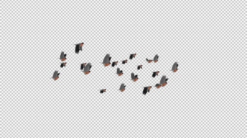 Bullfinch Birds - Flock of 22 - Flying Transition - Alpha Channel