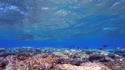 Blaue Unterwasserwellen