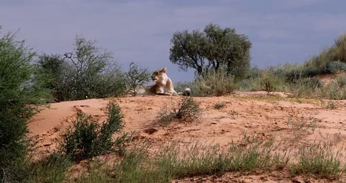 Female Lion Lying in Kalahari desert, South Africa wildlife