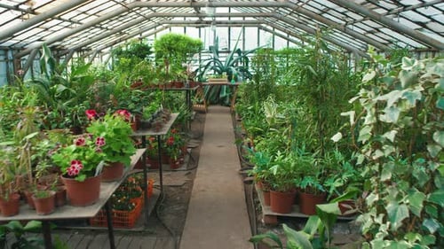 Lush Greenhouse Interior with Potted Plants and Greenery