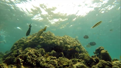Colorful Seabed on the Coral Reef in the Caribbean Sea