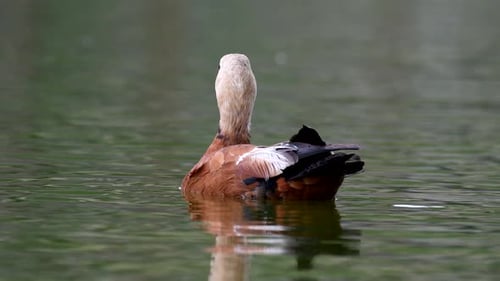 Ruddy Shelduck, Einzelvogel, schwimmt auf dem See. Tadorna ferruginea