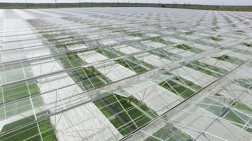 Greenhouse complex shooting from the air