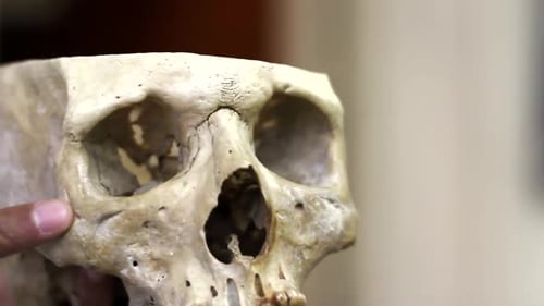 Ancient Human Skull Cup Analyzed in Laboratory Setting - Close Up