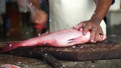 Poissons de récif