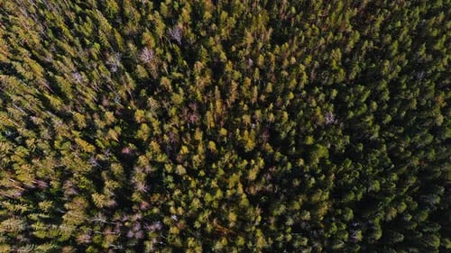 Aerial View of Treetops of Pine Trees on a Spring Sunny Day a Magical Landscape