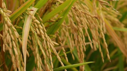Spike Rice