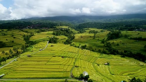 Rizières en Asie par une journée nuageuse