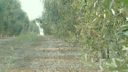 Tracking shot of olive trees in an olive platation