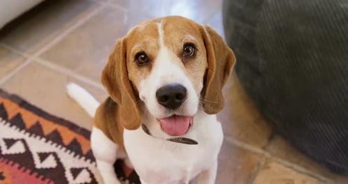 Cute dog looking into the camera 4K 4k