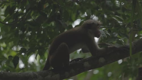 Macaque de Ceylan Nom latin Macaca Sinica, une espèce de primate de la famille des ouistitis