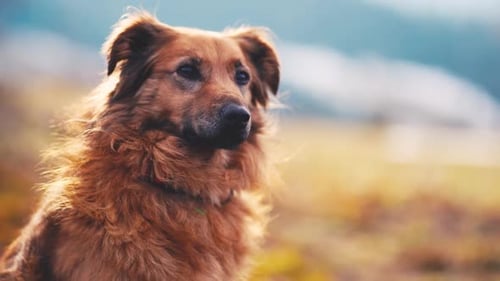Close Up of a Shaggy Brown Dog Outdoors