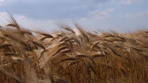Field with golden ears of ripened wheat