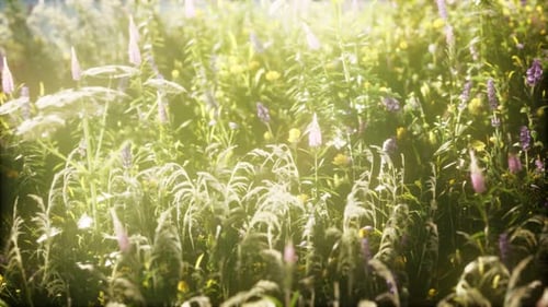 Wild Flowers in the Field