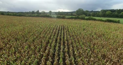 Aerial view of cornfield