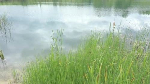 Cloudy sky over the pond with reeds on coast 4K aerial video