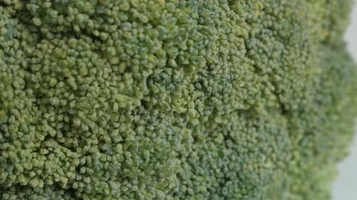 Slow pan on Brassica oleracea floret close up video