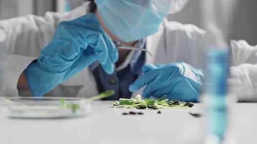Green Plants Female Hand Moves Over In Scientific Laboratory. In Foreground Is Tube, Test Tube