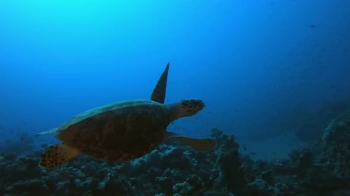 Underwater Tawksbill Sea Turtle