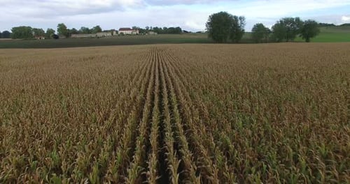 Aerial view of cornfield