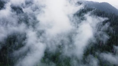 Nuages au-dessus de la forêt de montagne volant à travers la forêt printanière magique par temps de pluie Vue aérienne