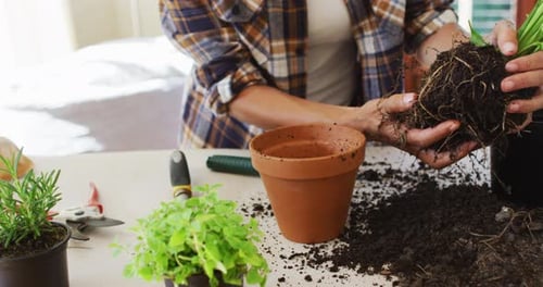 Midsection of caucasian woman potting plants at home