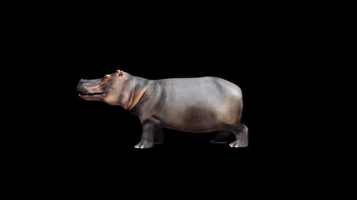 Animated 3D Hippopotamus Walking with Alpha Channel