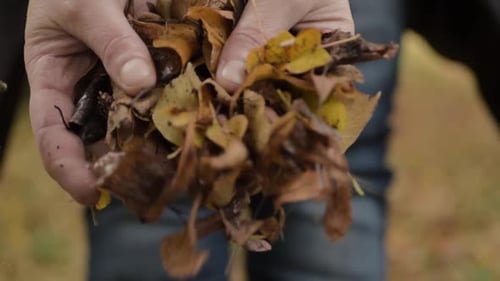 Hands Holding Colorful Autumn Leaves in Close Up