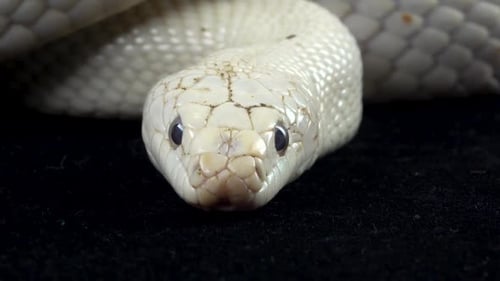 Texas Rat Snake Isolated on a Black Background in Studio. Close Up. Macro