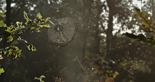 Mañana brumosa y húmeda en el bosque