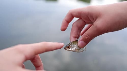 Woman to regret fish. Close up view of woman hands regreting fish