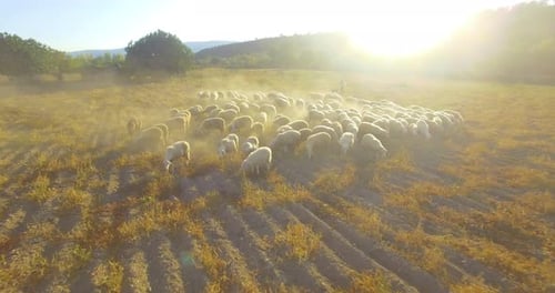 Sheep Herd Moving Through Golden Field at Sunrise