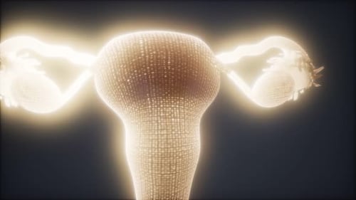 Female Reproductive System Anatomy