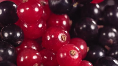 Close-Up of Fresh Red and Black Currants Falling and Mixing