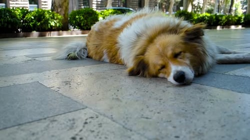 ein streunender Hund mit traurigen Augen liegt auf einer Steinstraße im Zentrum der Stadt