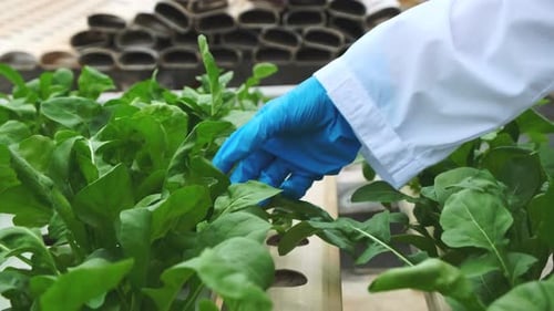 Gloved Hand Inspecting Hydroponic Arugula Crop