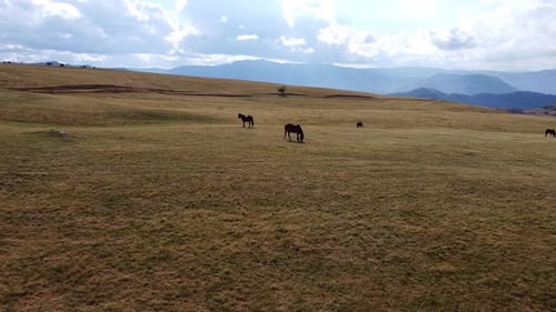 Panoramablick auf trockene Weiden in den Bergen, wo Pferde grasen