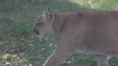 Beautiful Puma in Autumn Forest