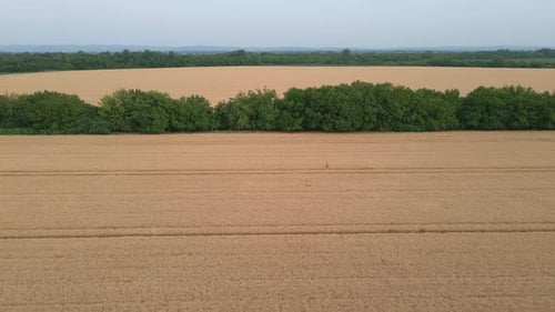 Aerial Drone View Flight Over Field Of Yellow Ripe Wheat