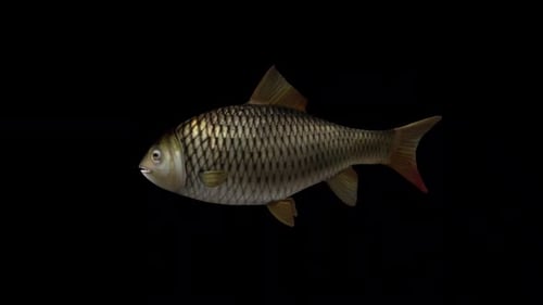 Fish Slow Swimming – Side View