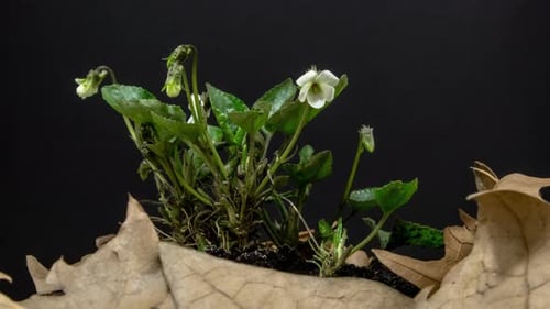 Violet Flower Blossom Timelapse