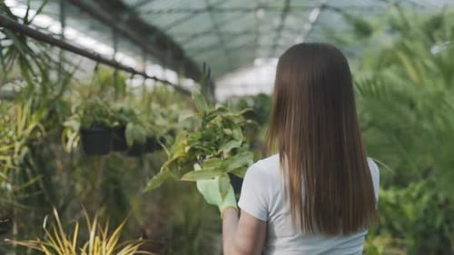 Woman Inspecting Hanging Plants in Greenhouse